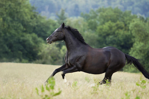 Pferd galoppiert frei